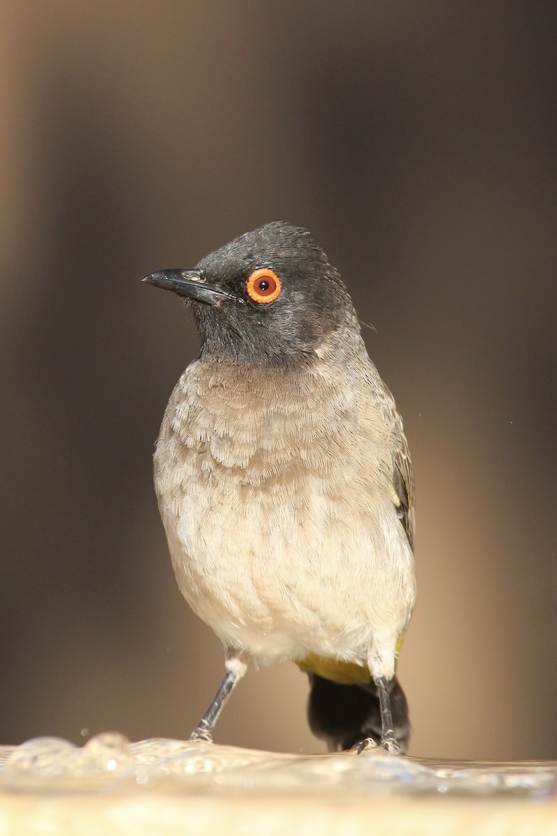 Black-fronted Bulbul - ML638536139