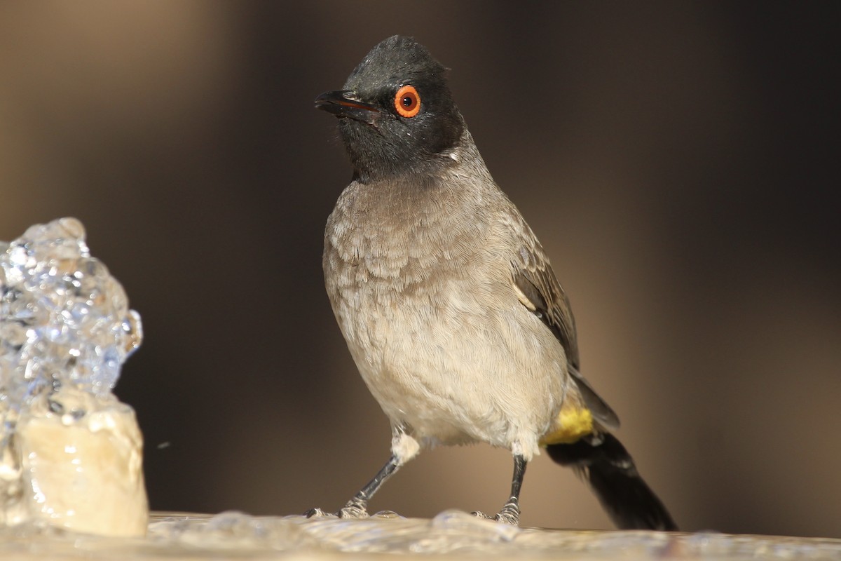 Black-fronted Bulbul - ML638536140