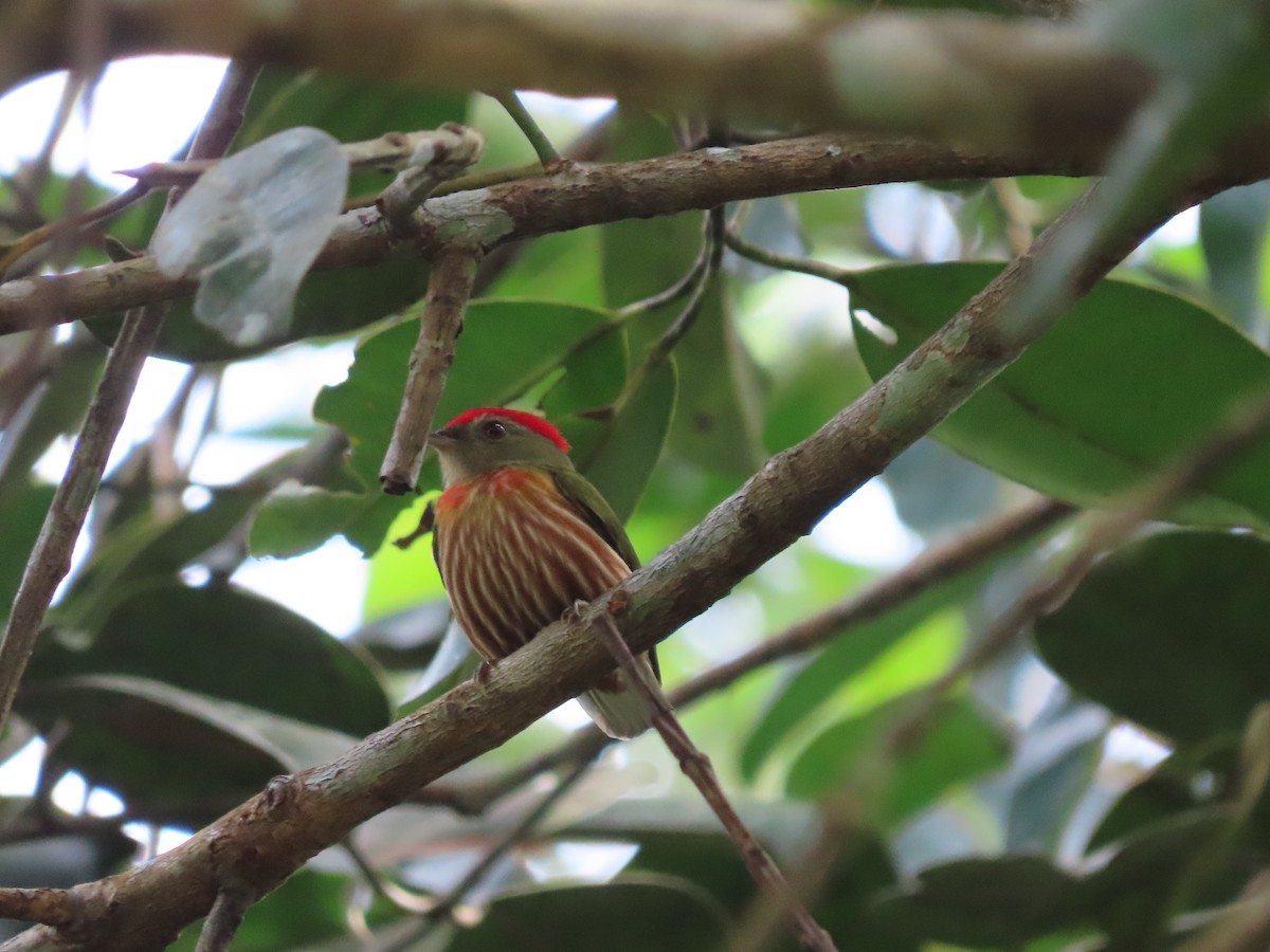 Striolated Manakin - ML638536151
