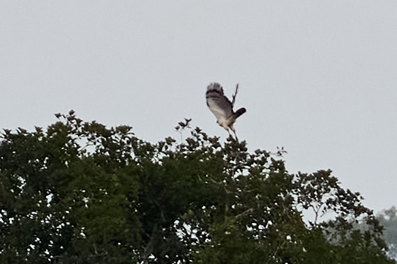 Harpy Eagle - ML638536162