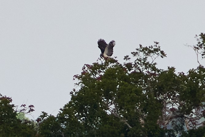 Harpy Eagle - ML638536164