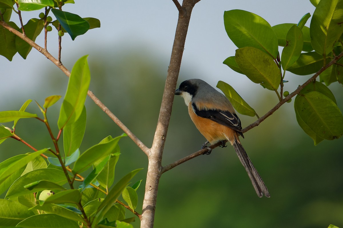 Long-tailed Shrike - ML638536167