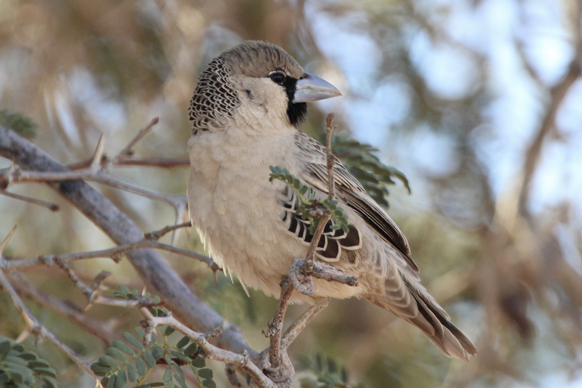 Sociable Weaver - ML638536176