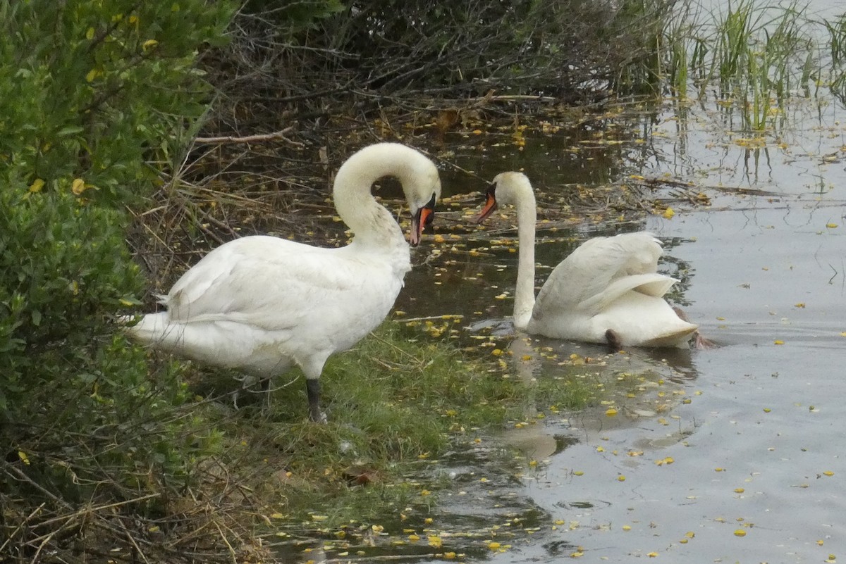 Mute Swan - ML638536178