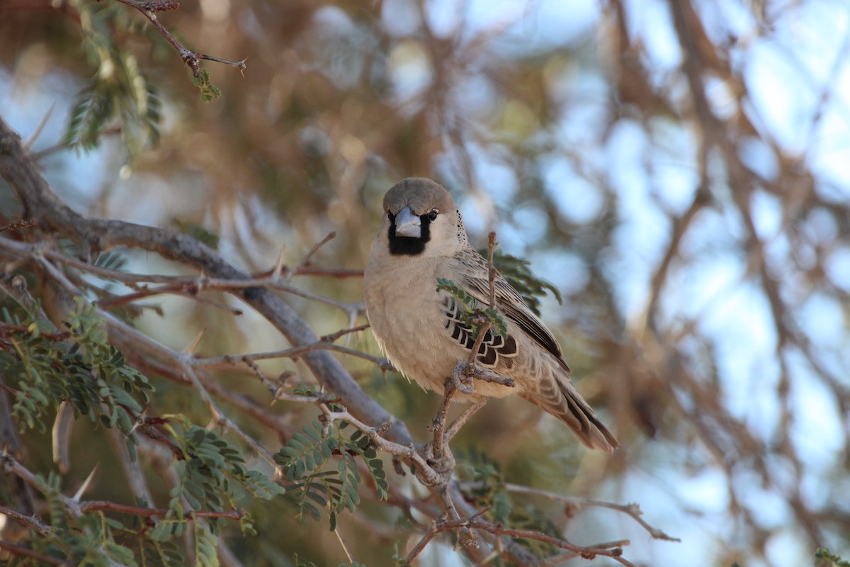 Sociable Weaver - ML638536179