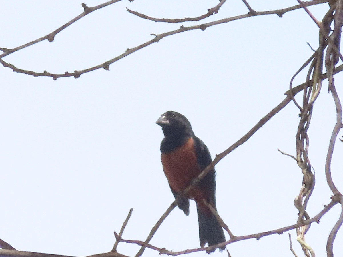 Chestnut-bellied Seed-Finch - ML638536191