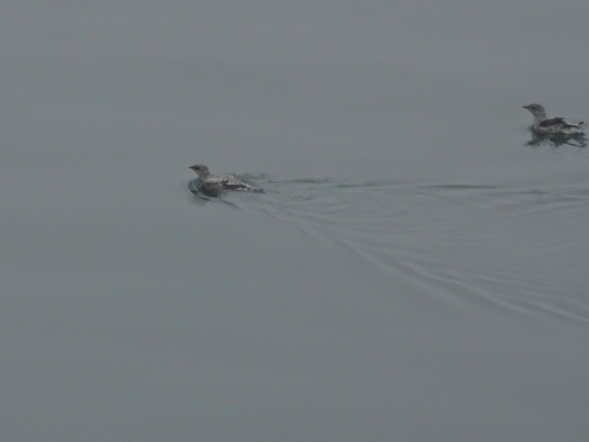 Kittlitz's Murrelet - ML638536194