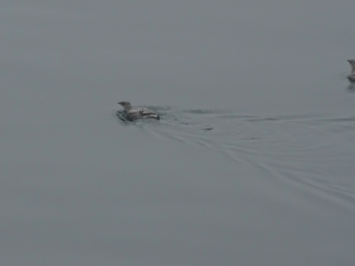 Kittlitz's Murrelet - ML638536195