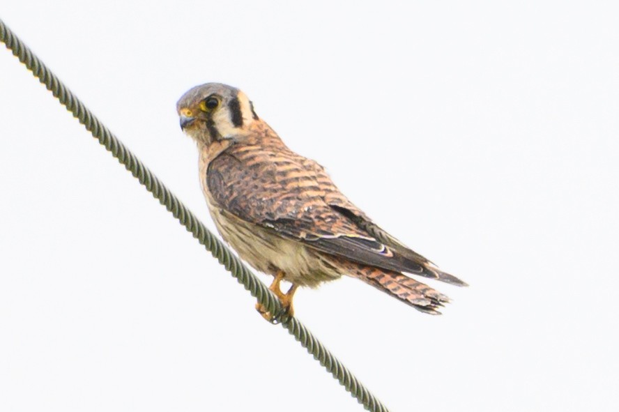 American Kestrel - ML638536199