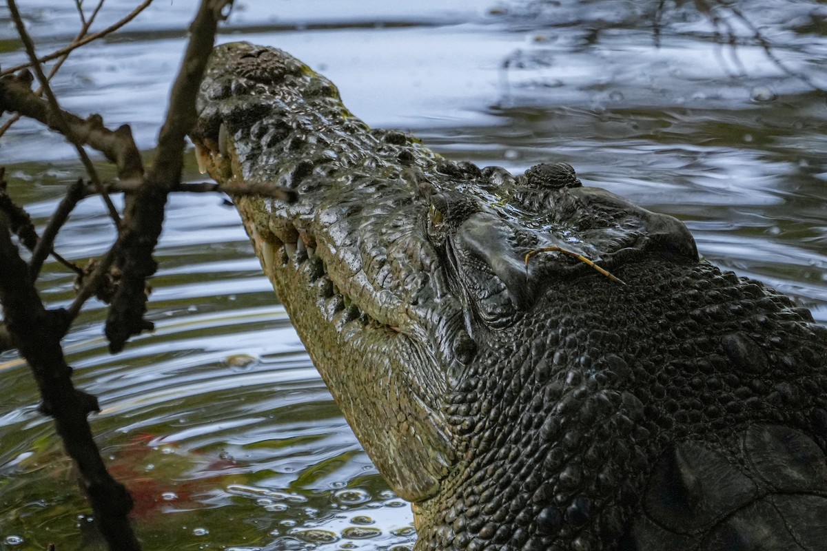 Saltwater Crocodile - ML638536232