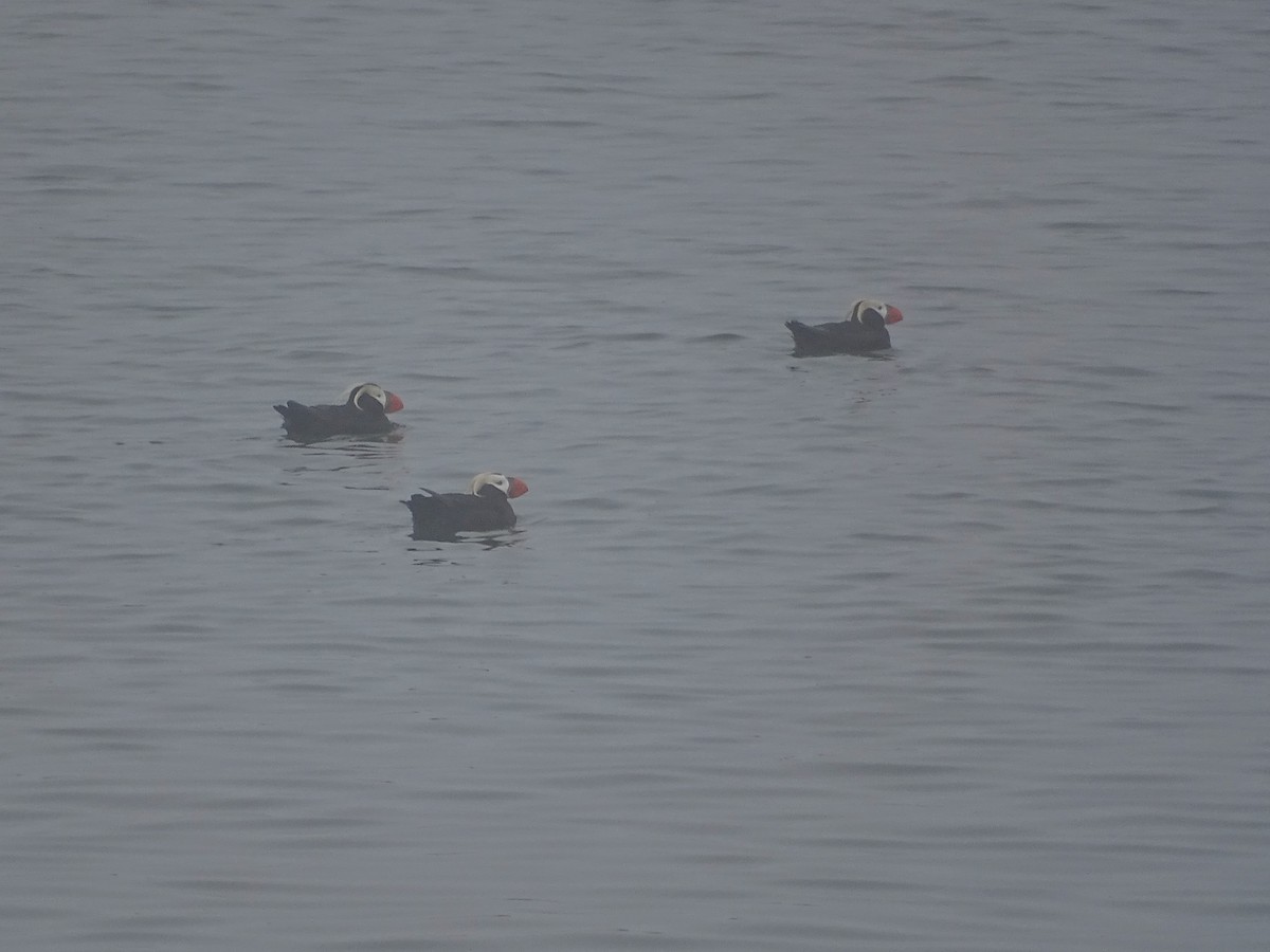 Tufted Puffin - ML638536240