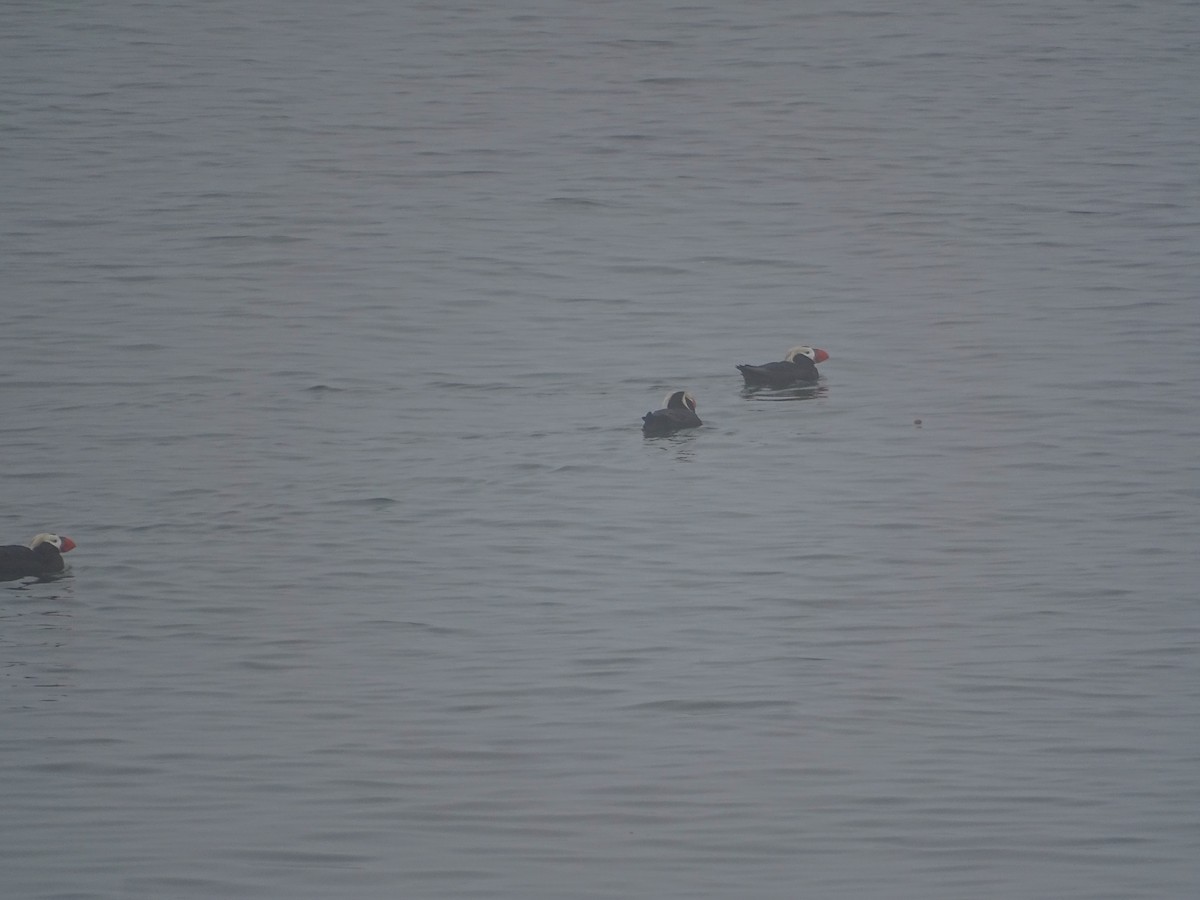 Tufted Puffin - ML638536241