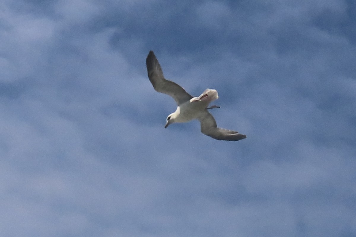 Northern Fulmar - ML638536296