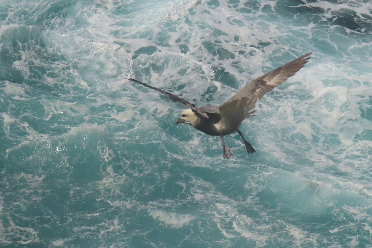 Northern Fulmar - ML638536297