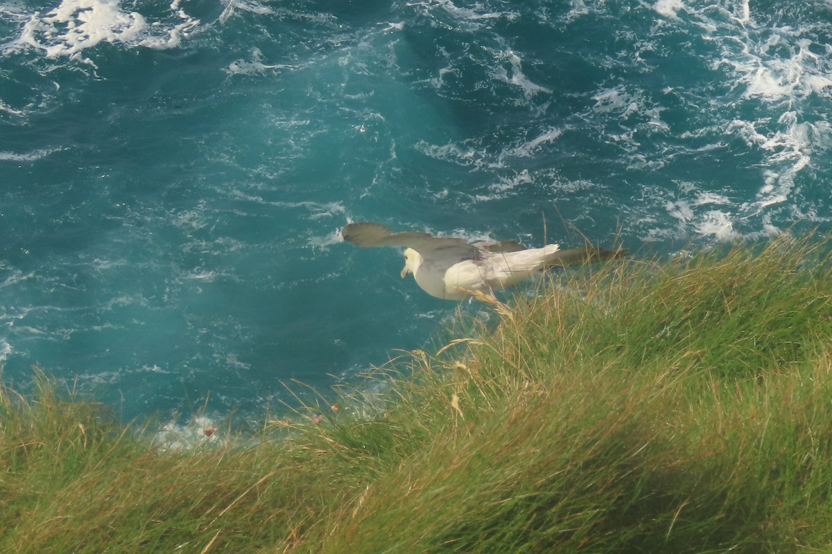 Northern Fulmar - ML638536299