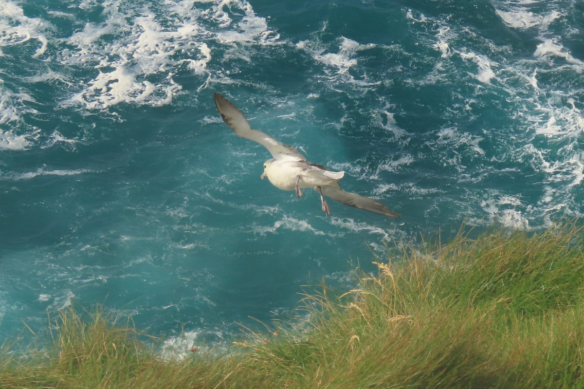Northern Fulmar - ML638536302