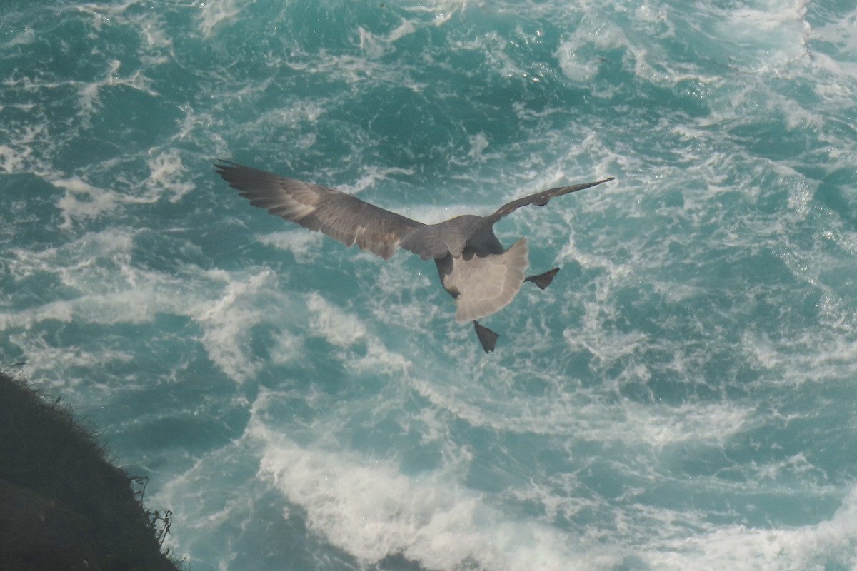 Northern Fulmar - ML638536303