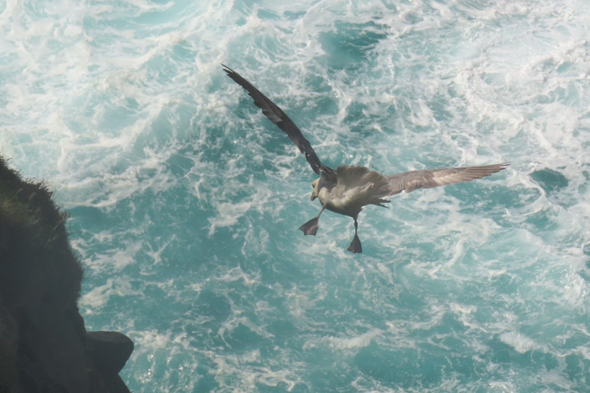 Northern Fulmar - ML638536304