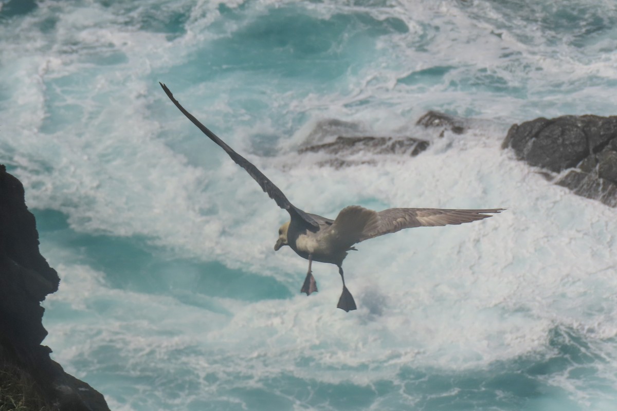 Northern Fulmar - ML638536309