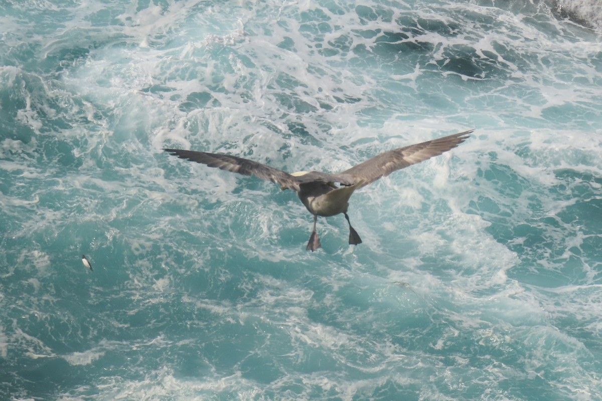 Northern Fulmar - ML638536310
