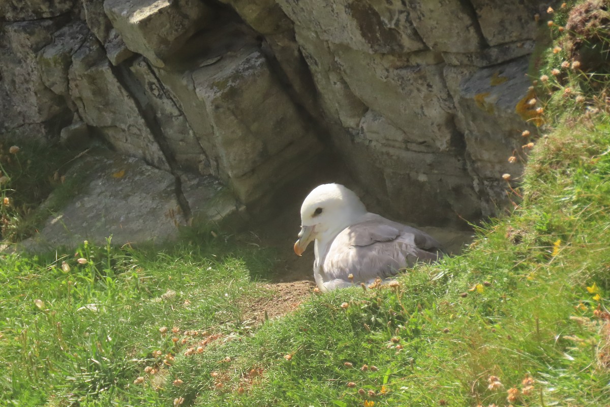 Northern Fulmar - ML638536311