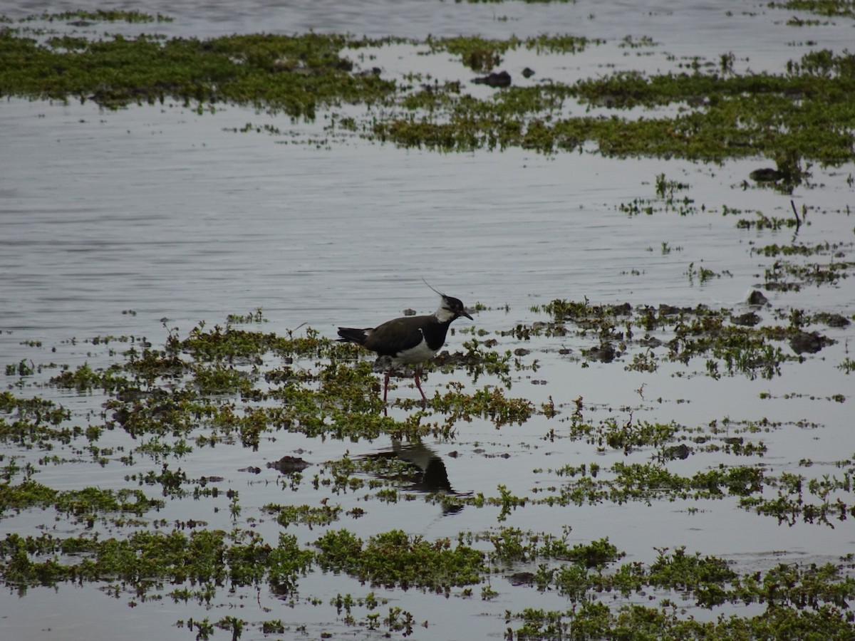 Northern Lapwing - ML638536317
