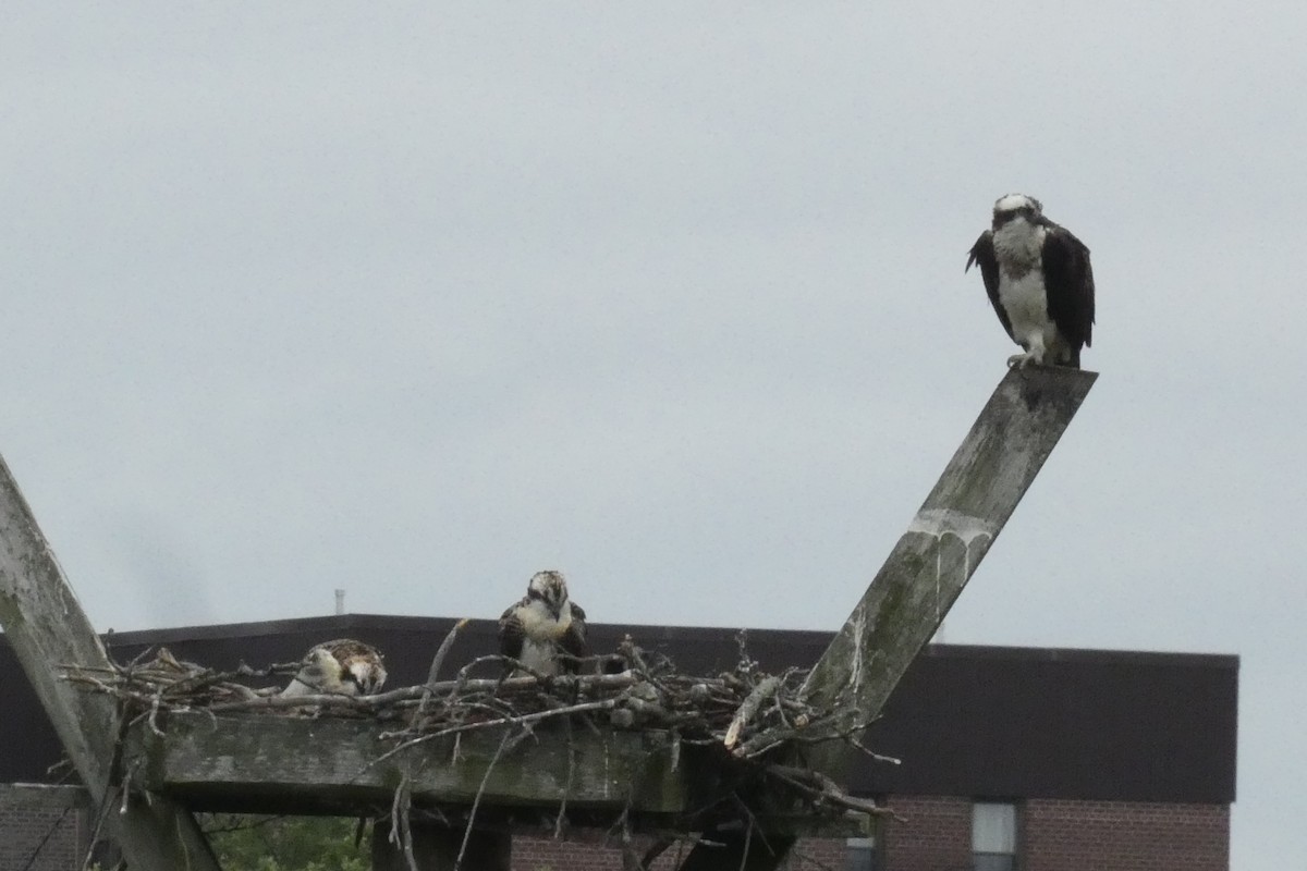Osprey - ML638536318