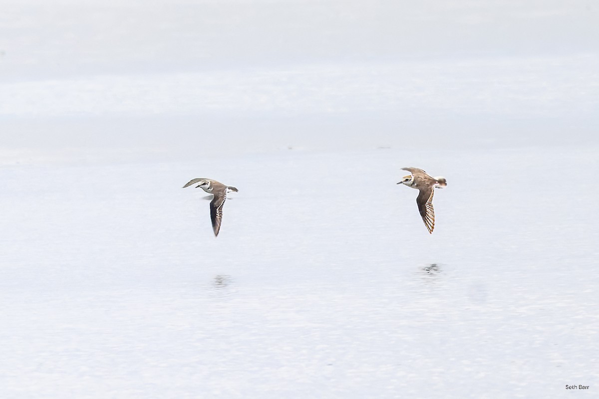 Kentish Plover (Kentish) - ML638536338