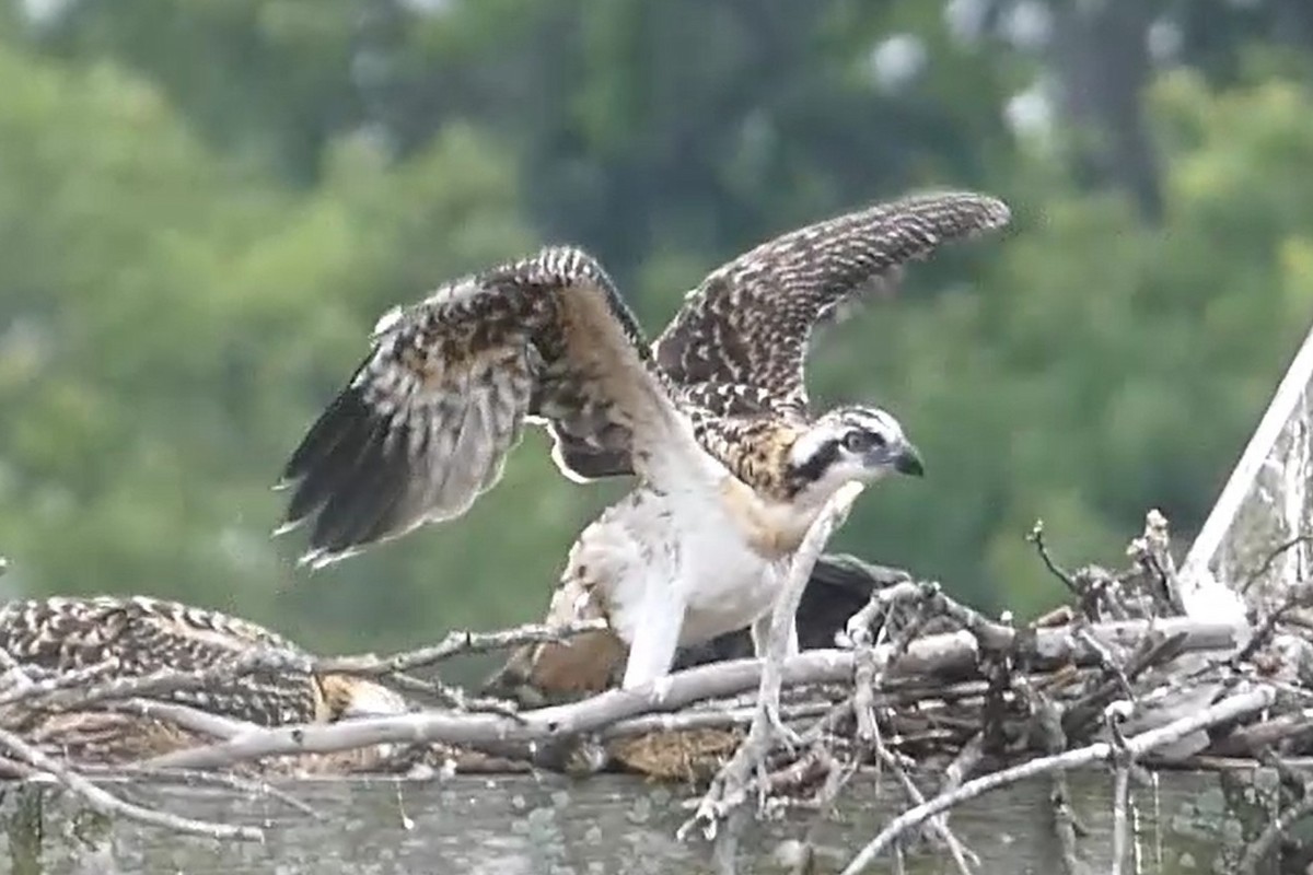 Osprey - ML638536358
