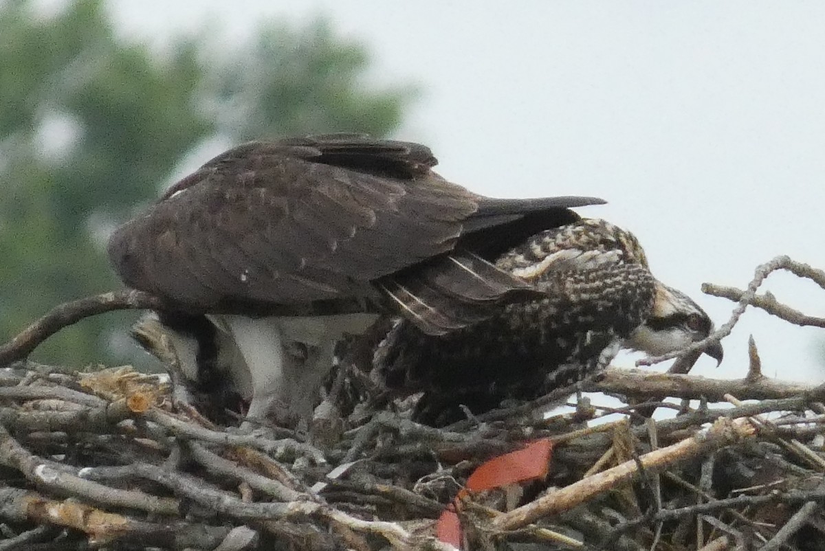 Osprey - ML638536366