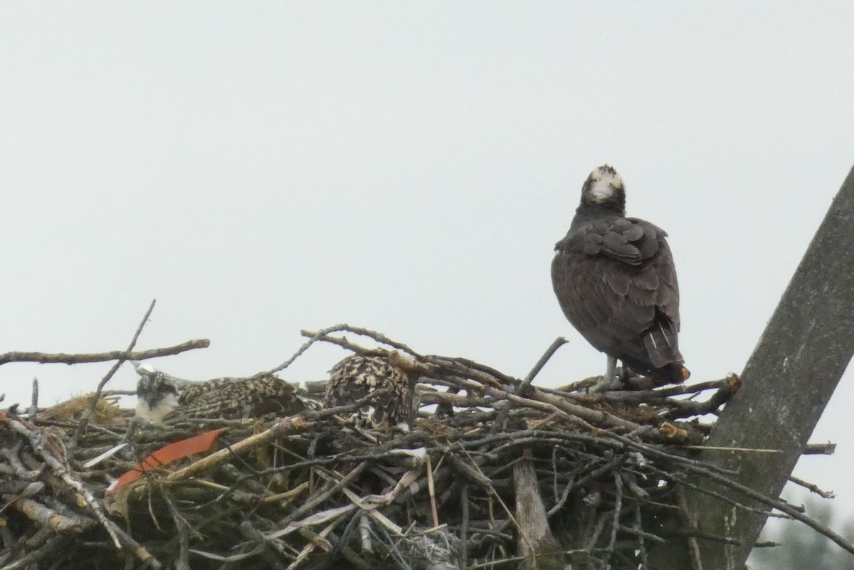 Osprey - ML638536379