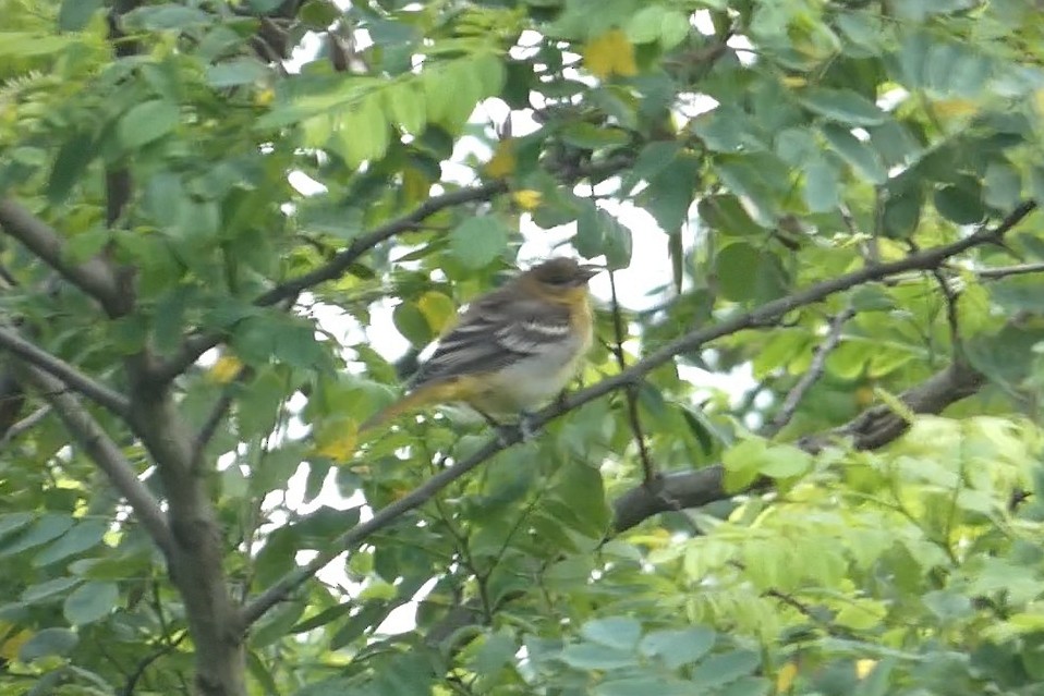 Baltimore Oriole - ML638536401