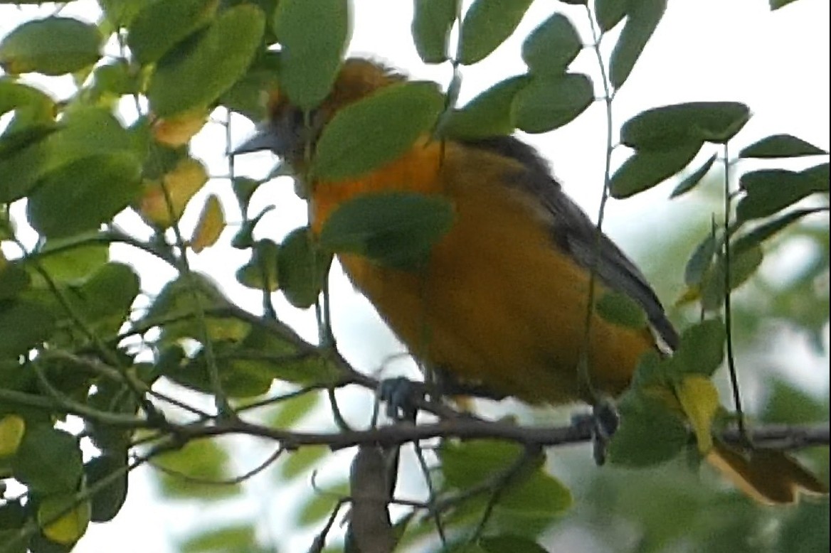 Baltimore Oriole - ML638536402