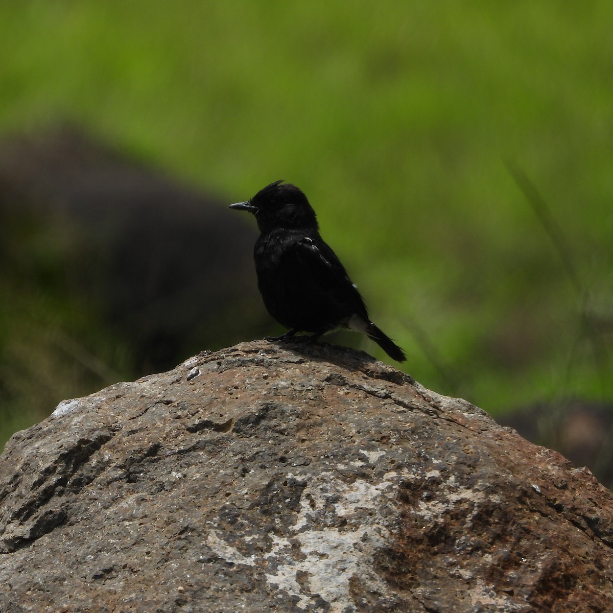 Pied Bushchat - Ranjeet Rane