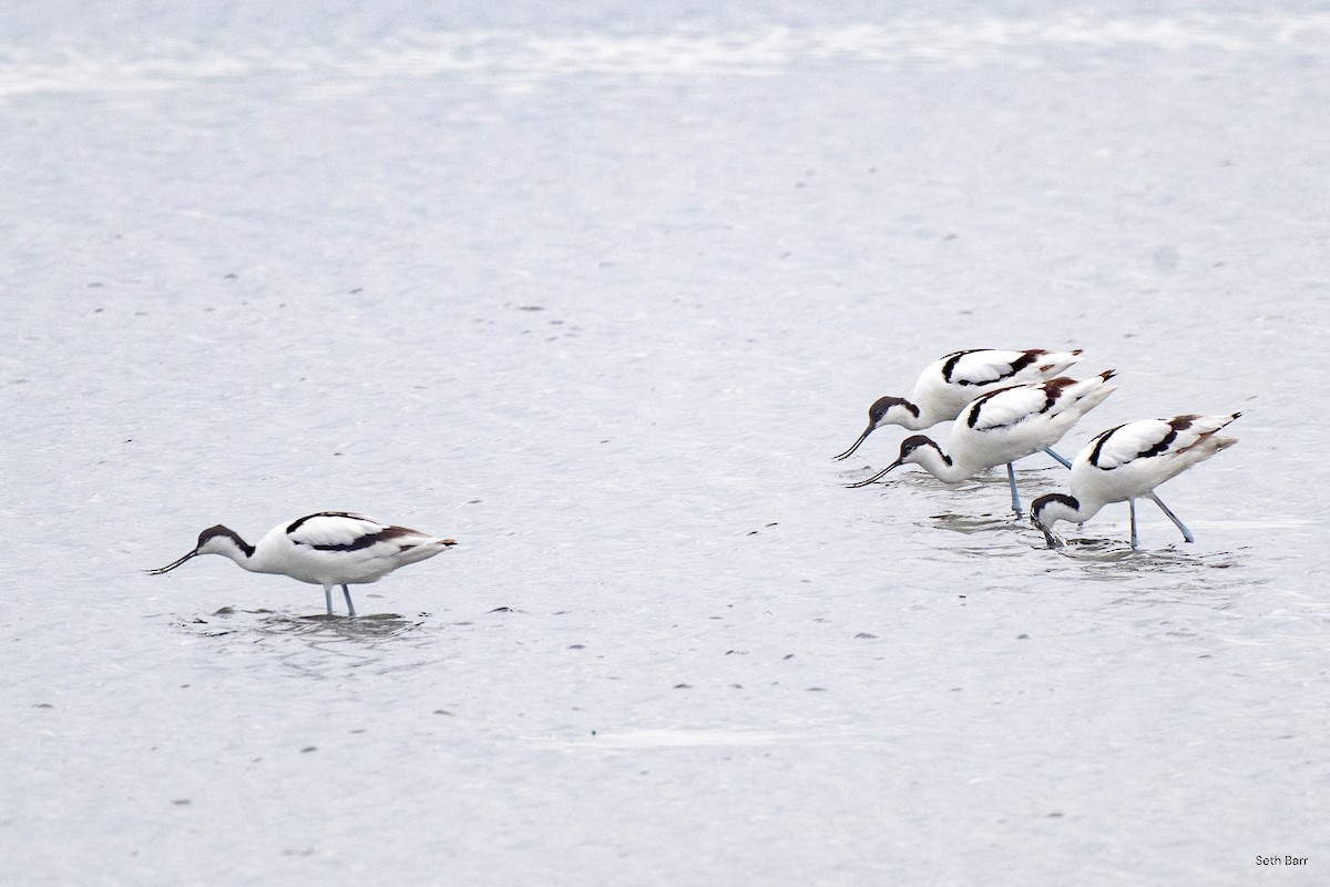 Pied Avocet - ML638536440