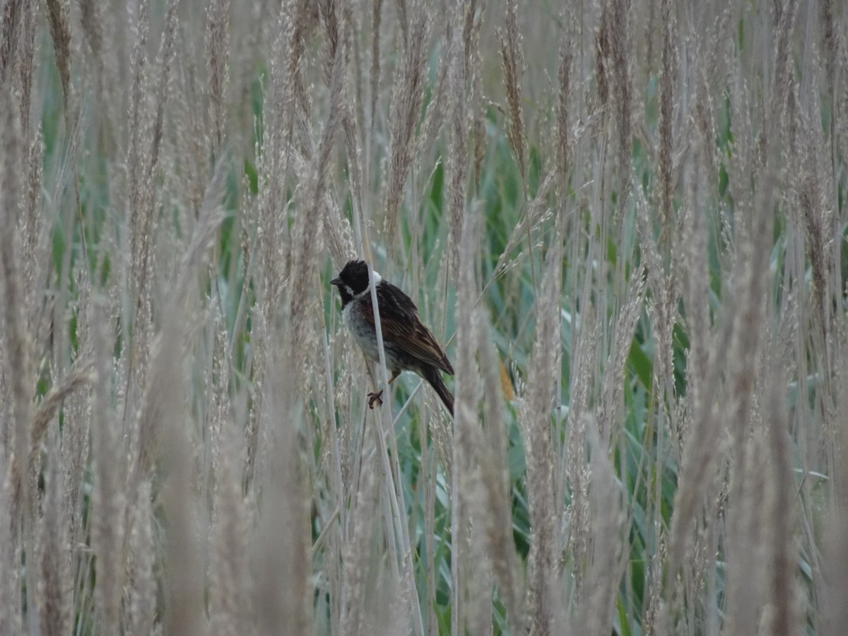 Reed Bunting - ML638536449