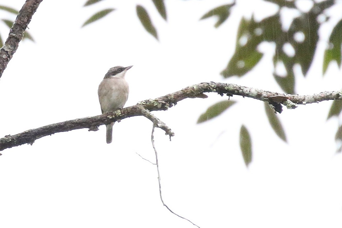Large Woodshrike - ML638536452