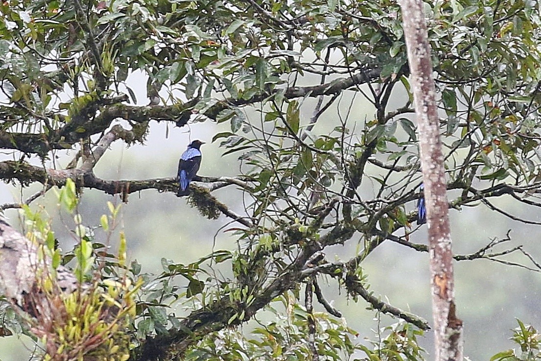 Asian Fairy-bluebird - ML638536455