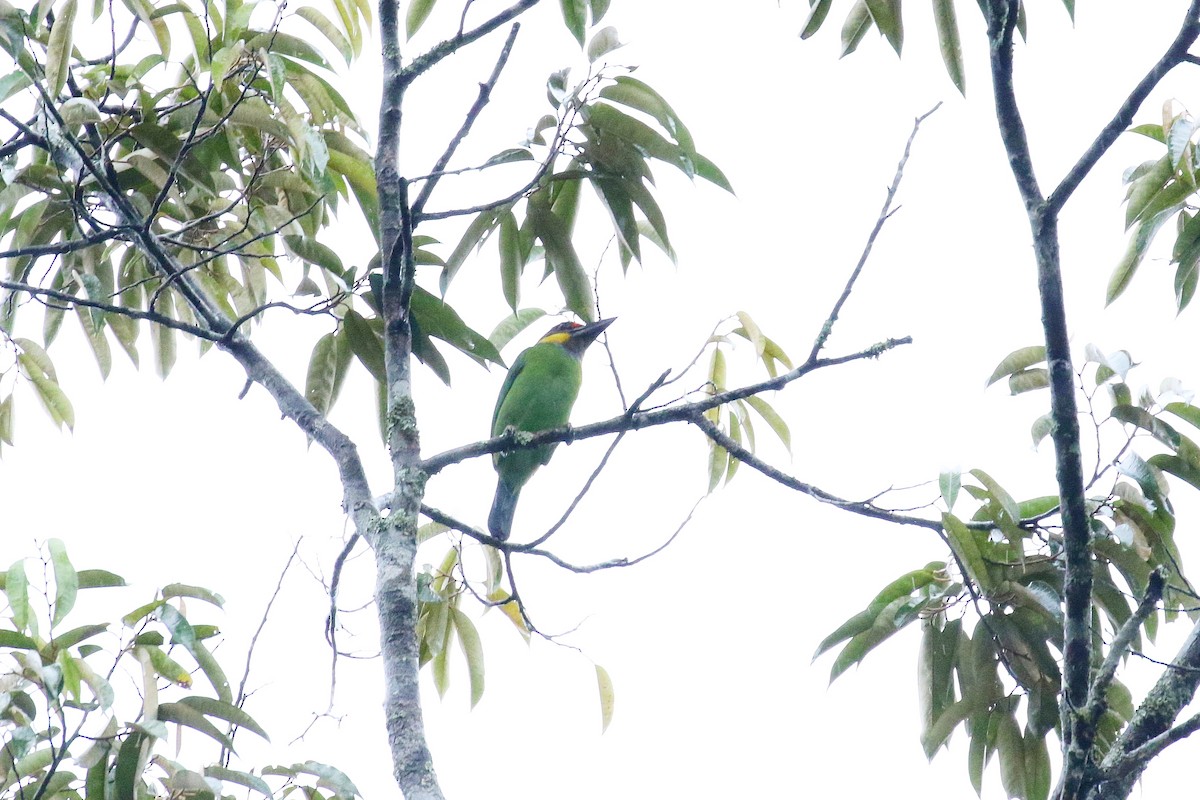 Gold-whiskered Barbet - ML638536456