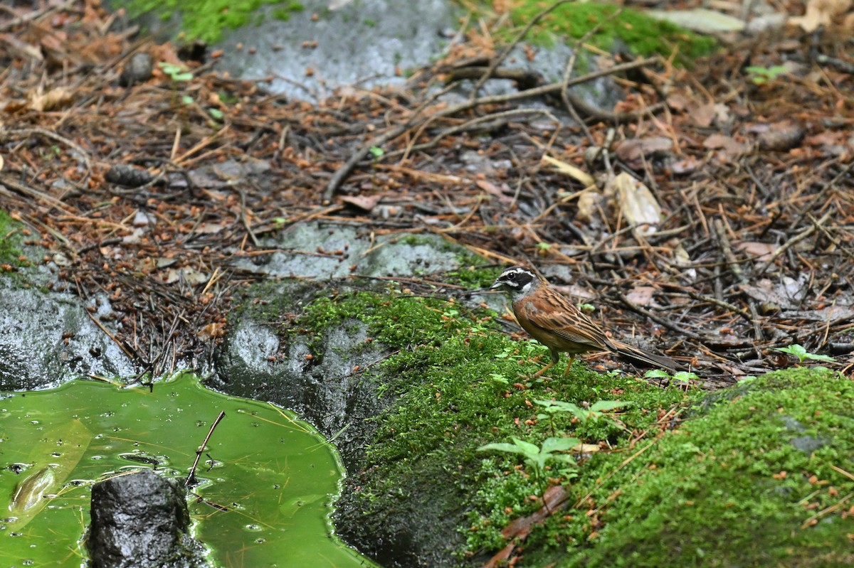 草鵐 - ML638536488