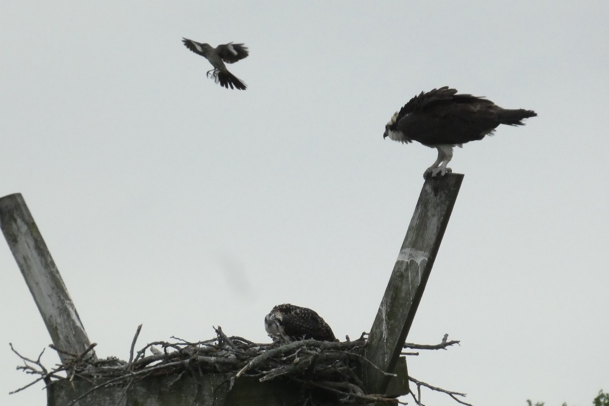 Northern Mockingbird - ML638536514