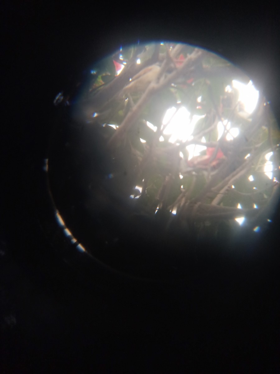 ub. spurvefugl (Passeriformes sp.) - ML638536534
