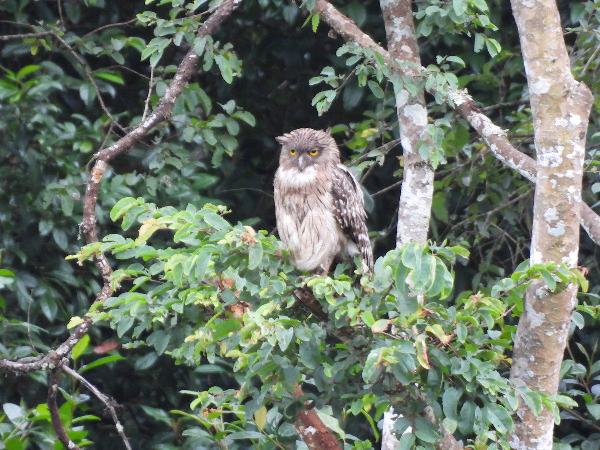 Brown Fish-Owl - ML638536541