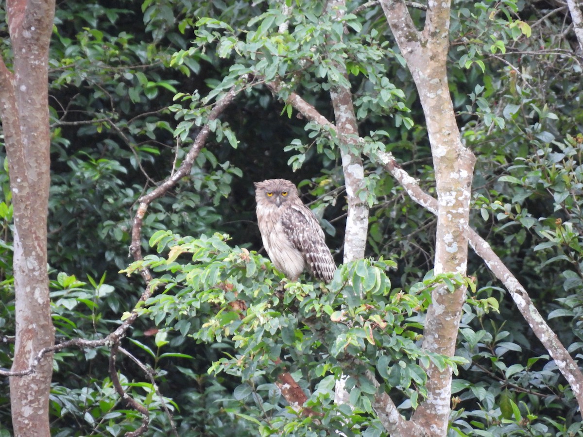 Brown Fish-Owl - ML638536542