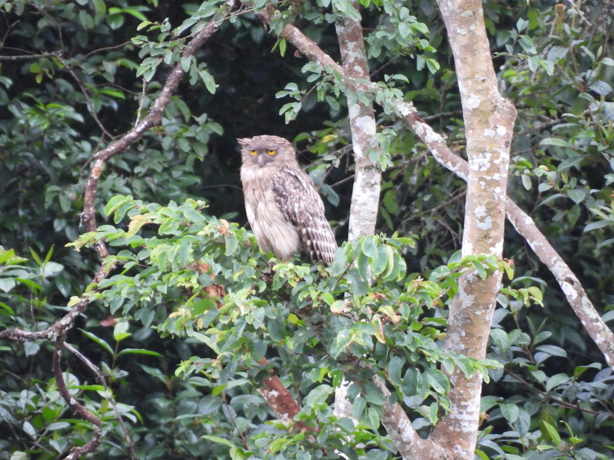 Brown Fish-Owl - ML638536543