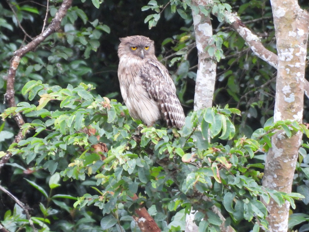 Brown Fish-Owl - ML638536544