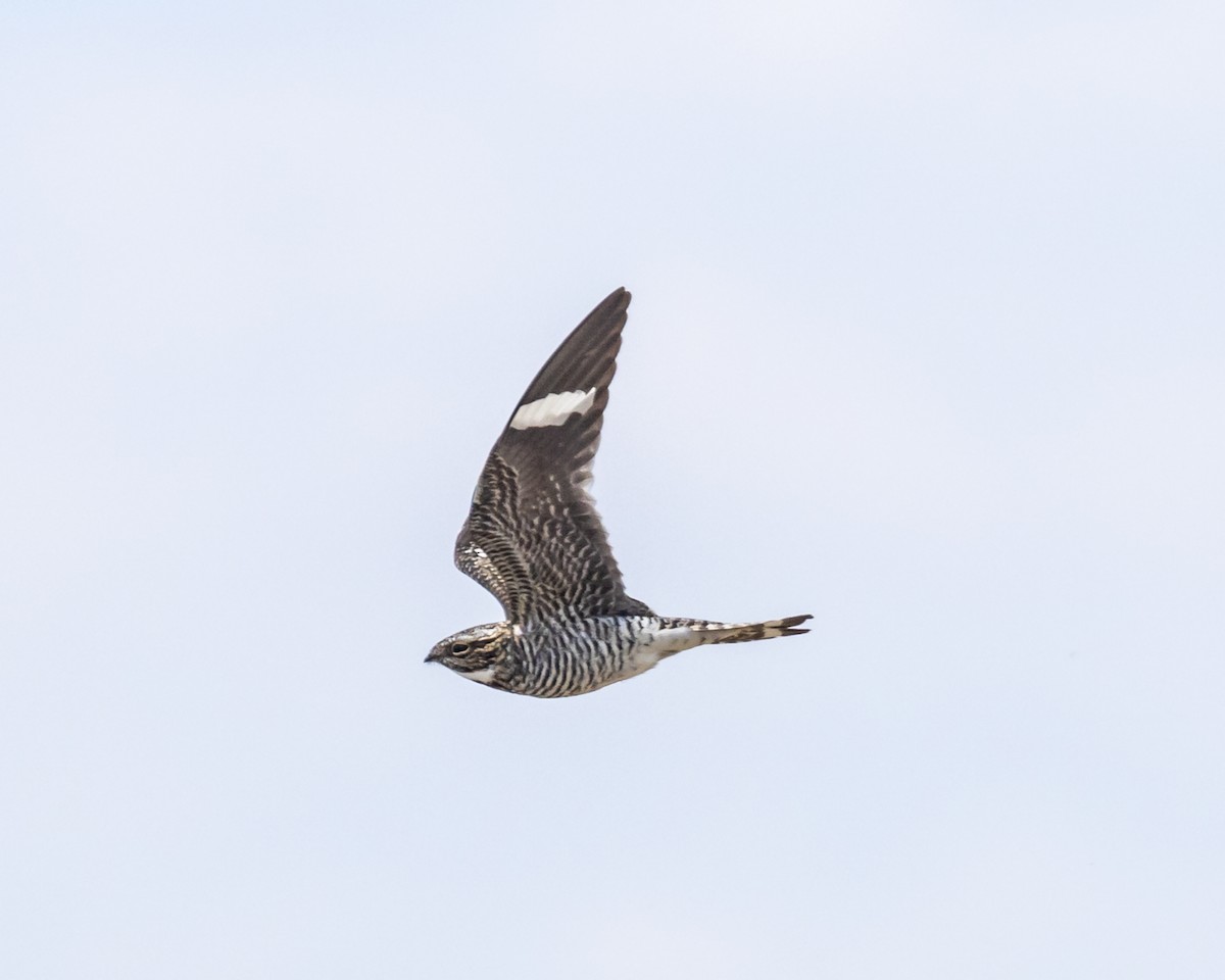 Common Nighthawk - ML638536613