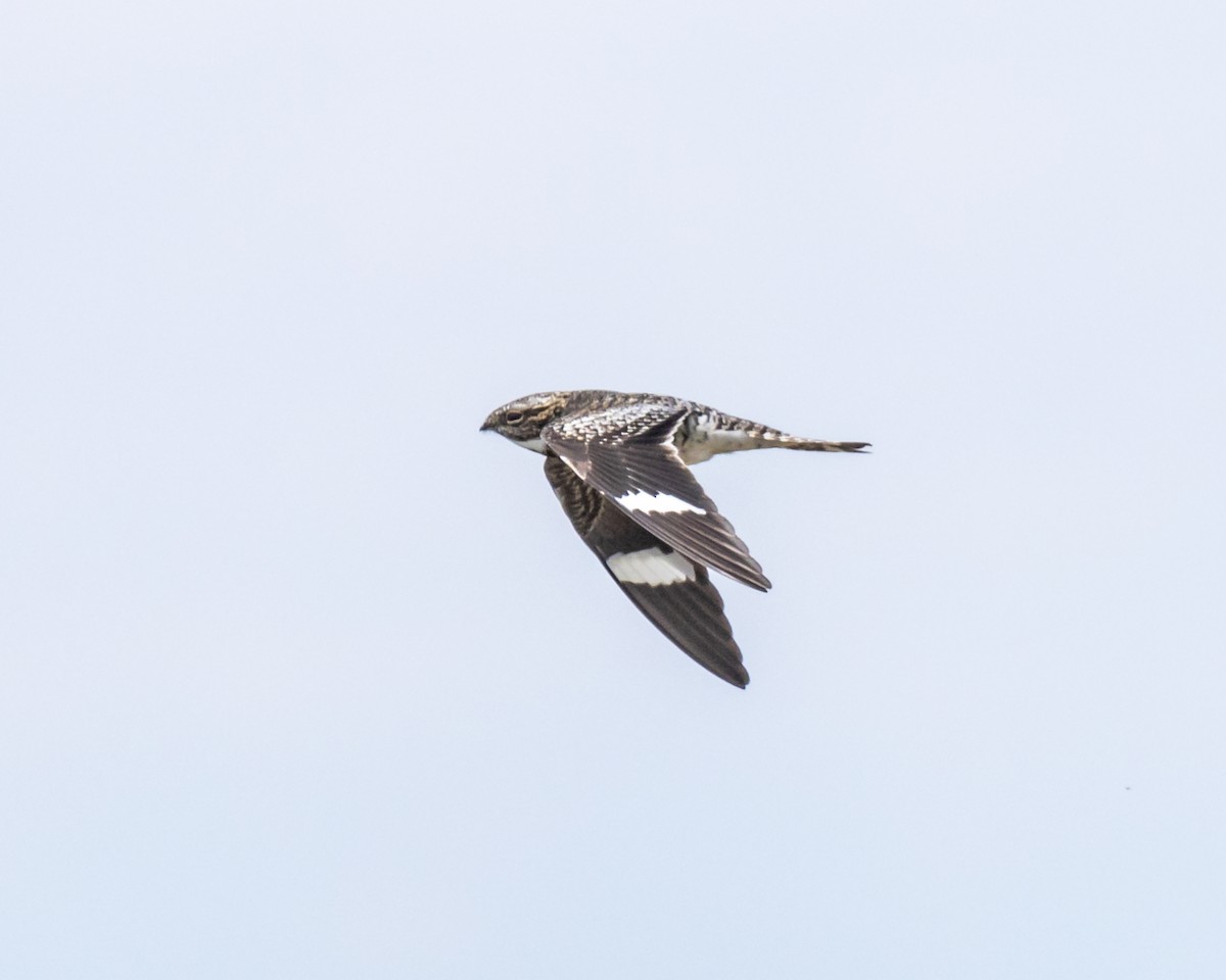 Common Nighthawk - ML638536615