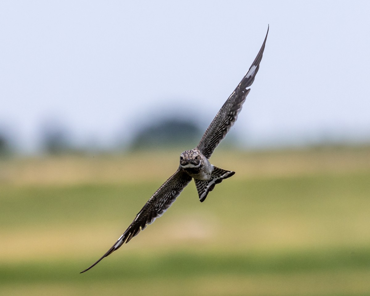 Common Nighthawk - ML638536616