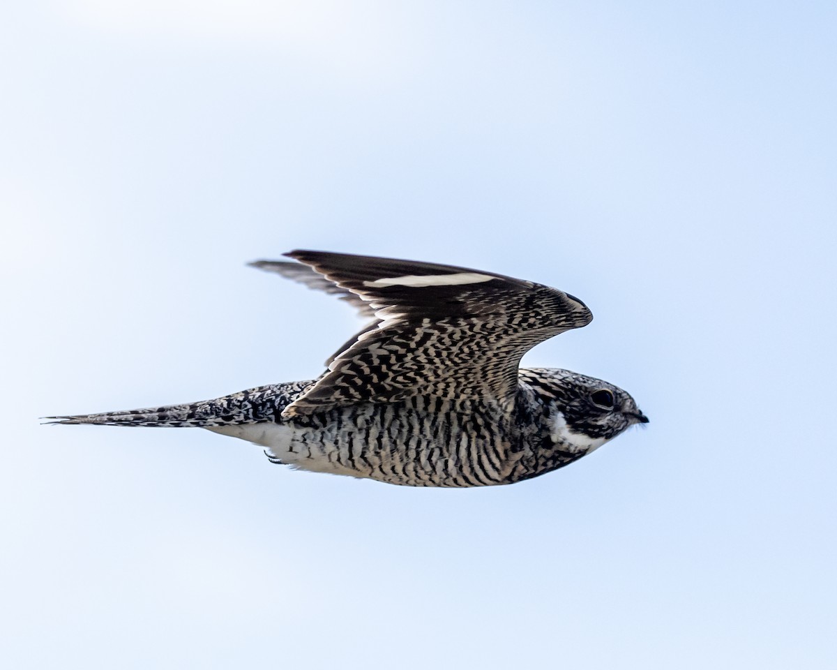 Common Nighthawk - ML638536617